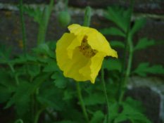 Meconopsis cambricaSchijnpapaver ** bestellen